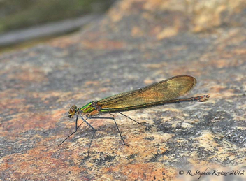 Calopteryx angustipennis, female